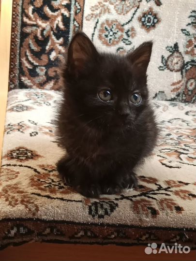 Кошечки в добрые руки
