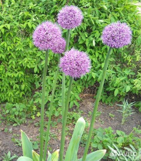 Лук Суворова