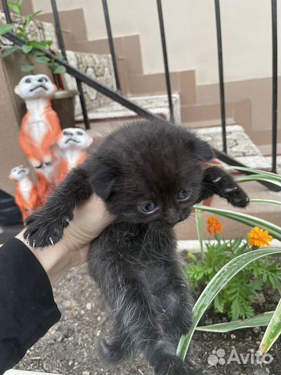 Вислоухие котята