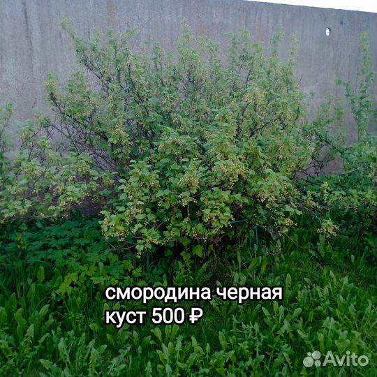 Кусты черной смородины