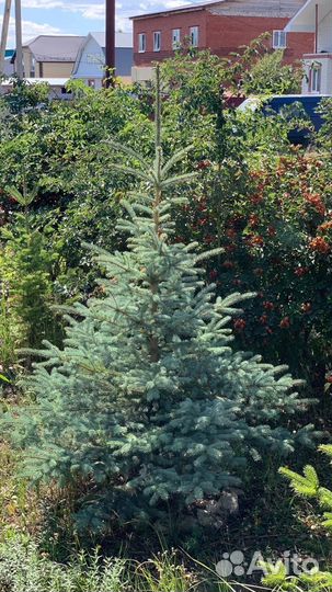 Ель голубая