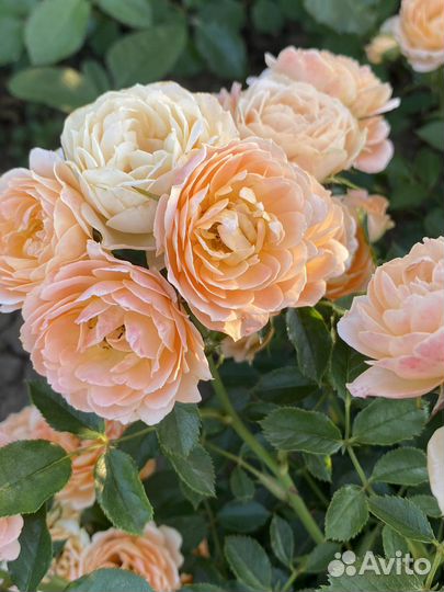 Саженцы роз (опт от 100 шт)