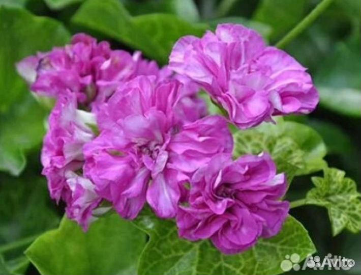 Ампельная плющелистная пеларгония