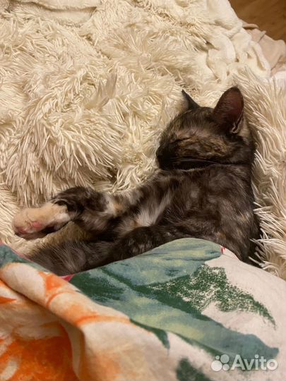 Кошка в хорошие руки