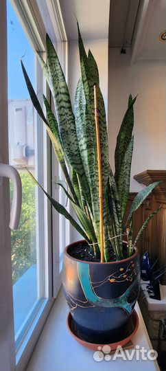 Сансевиерия, щучий хвост