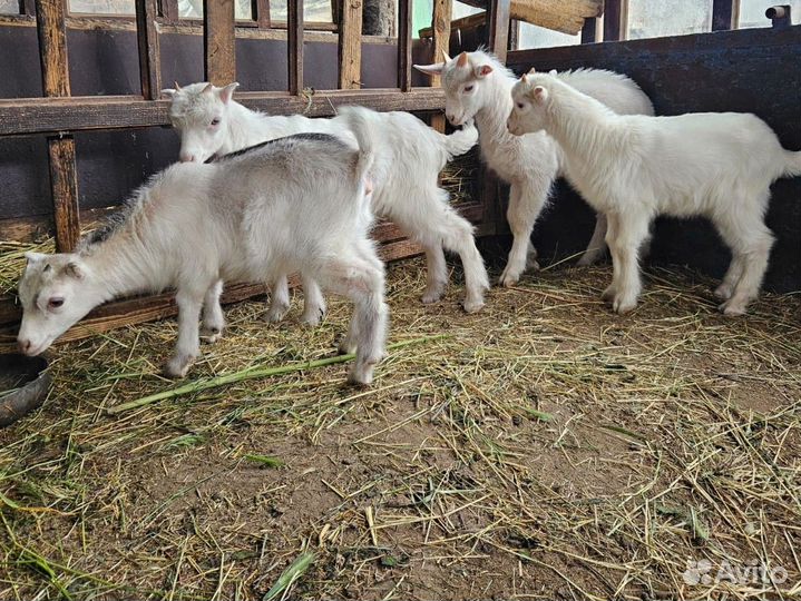 Козлята