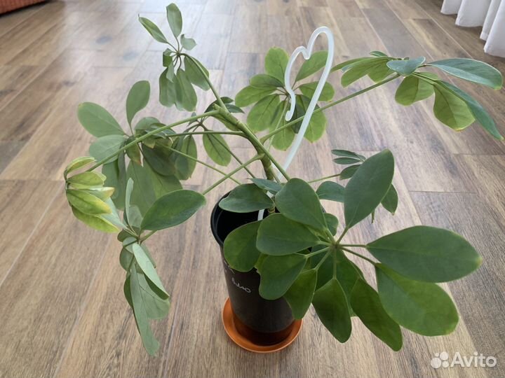 Комнатные растения