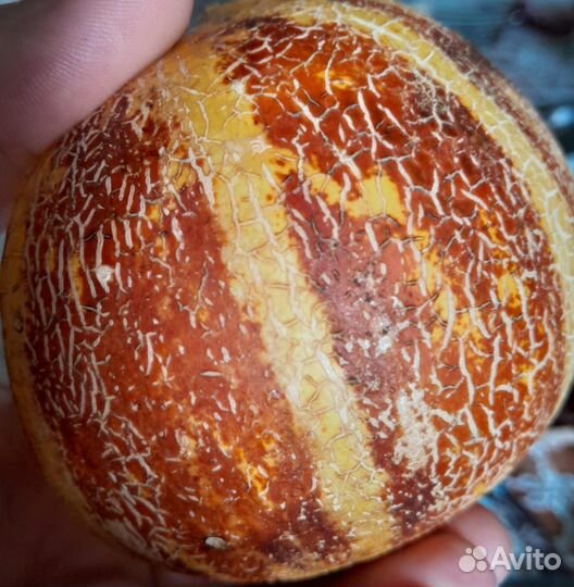 Дыня Каджари, дыня Вьетнамская