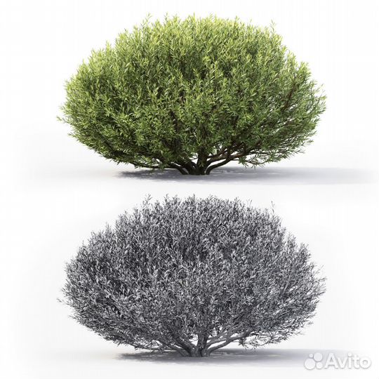 Ива пурпурная Нана