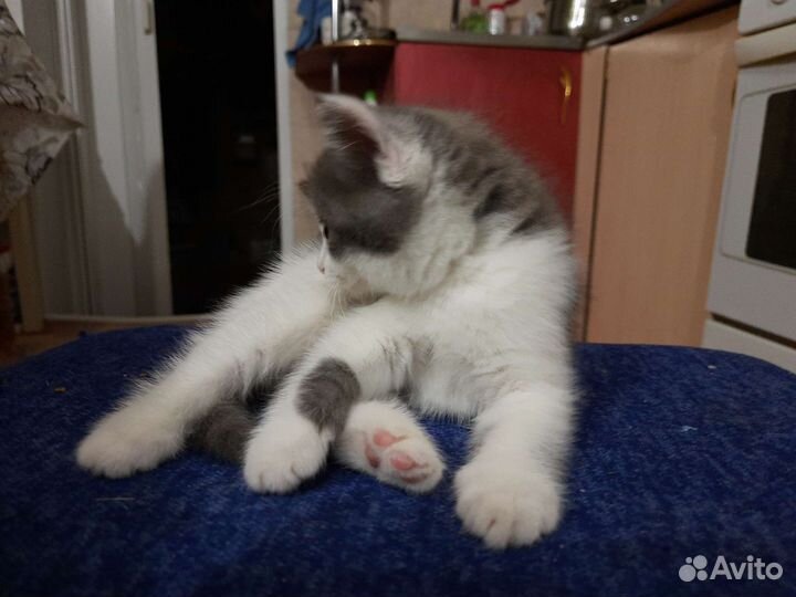 Кошечка в добрые руки