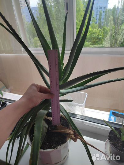 Алое вера растение