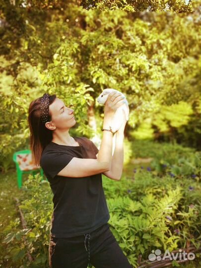 Передержка животных