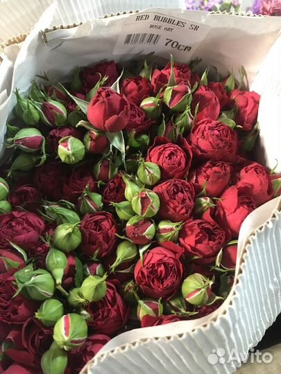 Шикарные Кустовые Розы