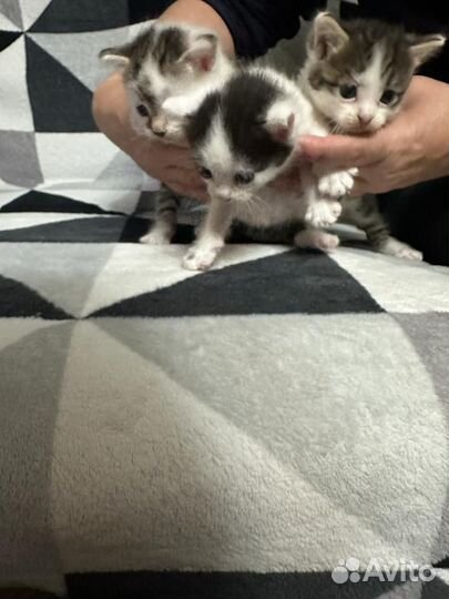 Котята в дар бесплатно