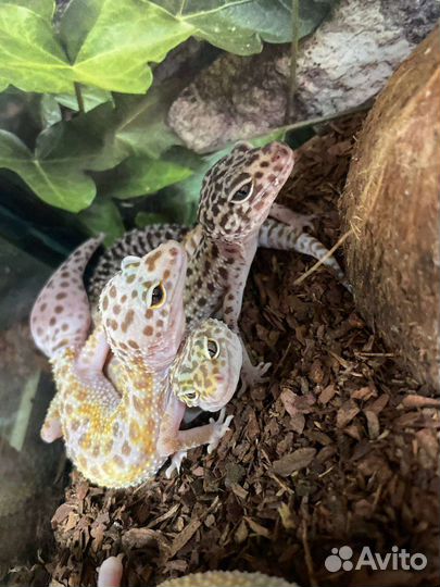 Отель передержка рептилий