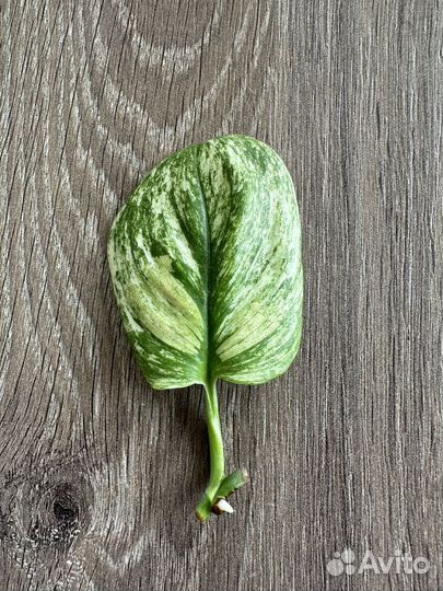 Сциндапсус Мунлайт минт вар