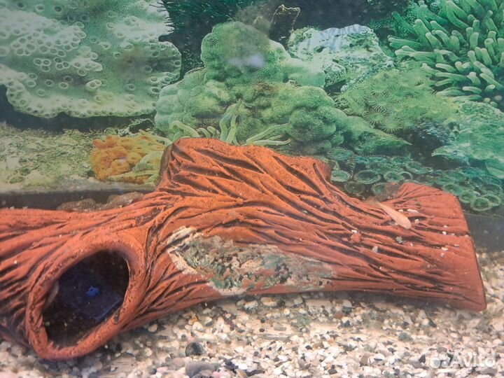 Сомики анциструсы молодь