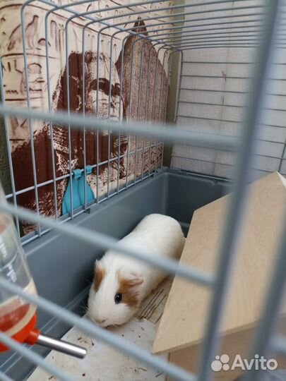 Морская свинка с клеткой бесплатно