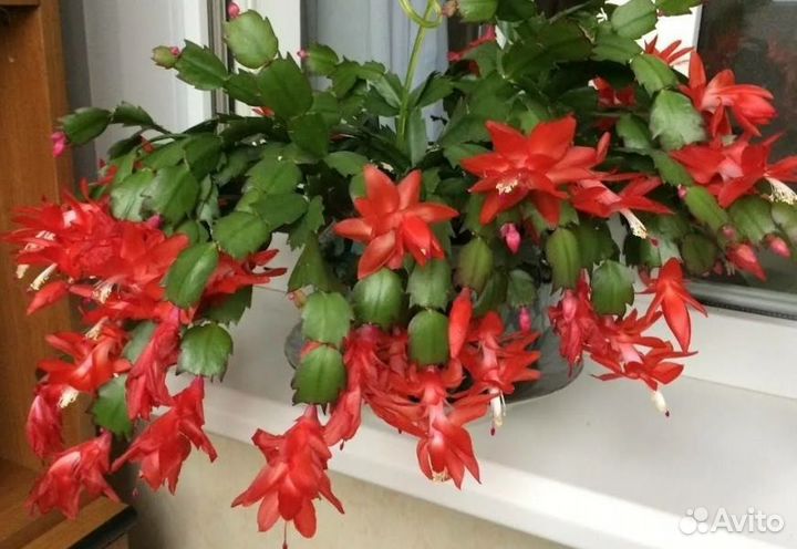 Комнатные растения цветы