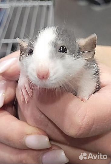 Крысы дамбо (Dumbo)