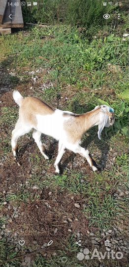 Козочка и козлик чп англонубийцы