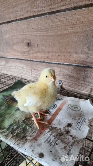 Гусята,утята,бройлеры, цыплята