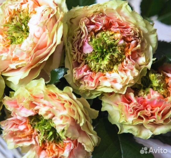 Роза Гудини