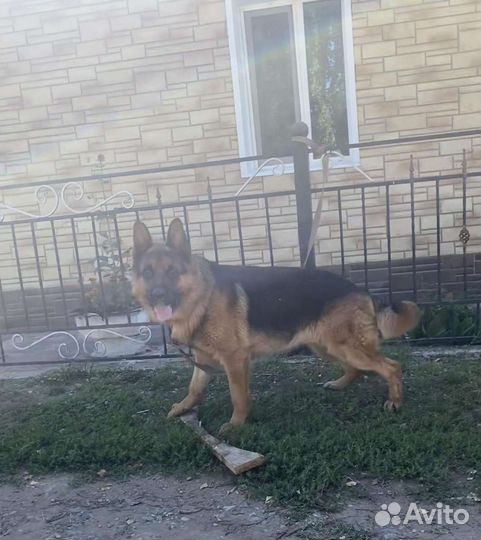 Вязка немец кобель