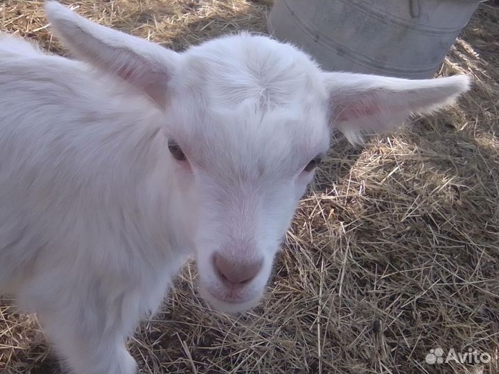 Козлик и козочка Ламанча, козлята