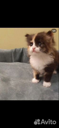 Котята с помойки