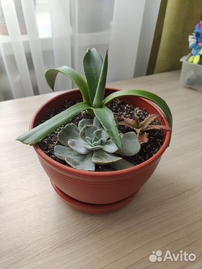 Суккуленты