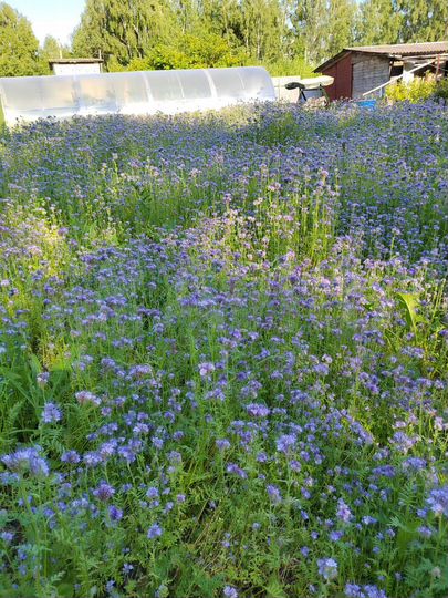 Дача 40 м² на участке 7,5 сот.