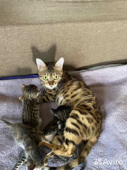 Бенгальская кошка