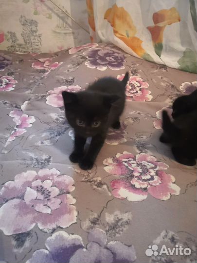 Котята в дар бесплатно