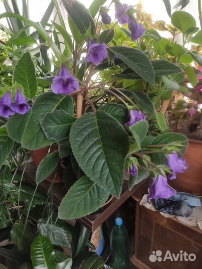 Синнингия красивая