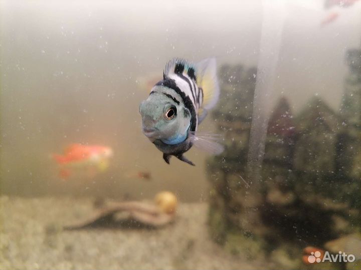 Рыба попугай