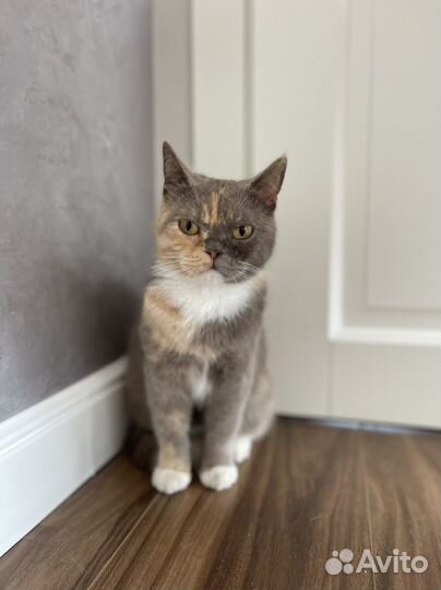 Трехцветная кошка на удачу