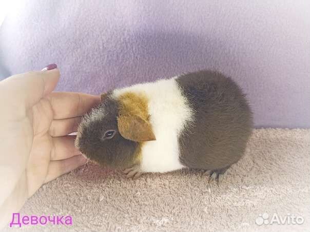 Морские свинки перуанские тедди альпака