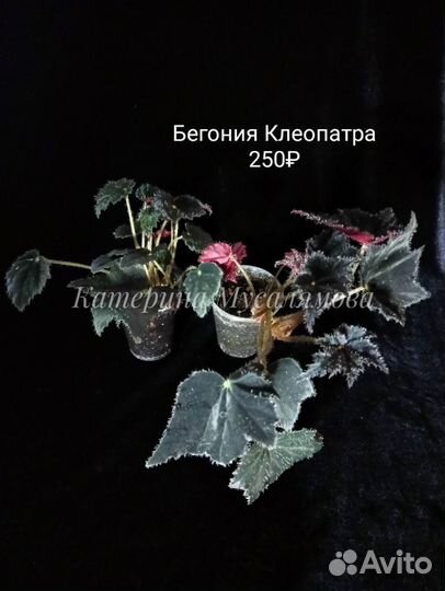 Декоративные бегонии