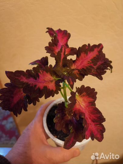 Коллеус