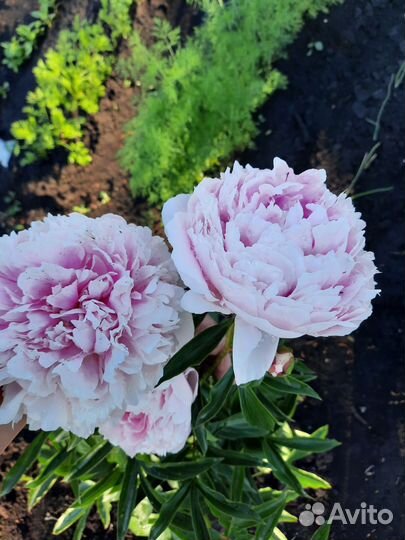 Пион Сара Бернард