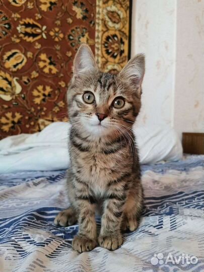 Котенок девочка 2 месяца