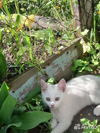 Кошка в дар