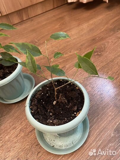 Отростки фикуса бенджамина