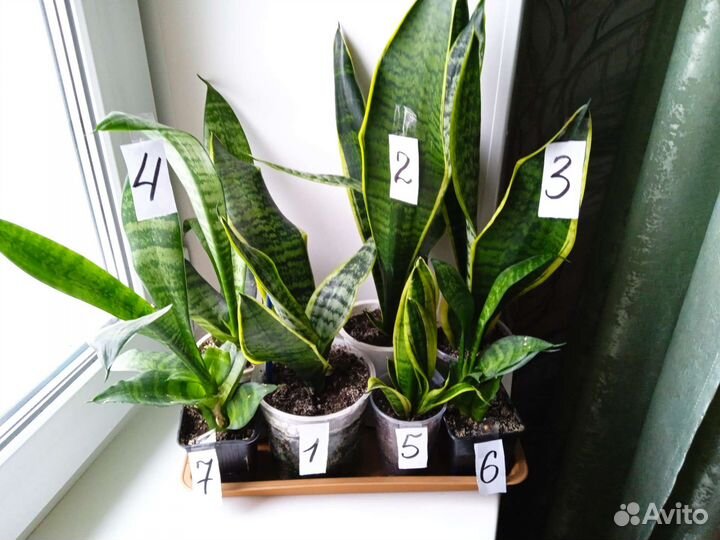 Комнатные растения