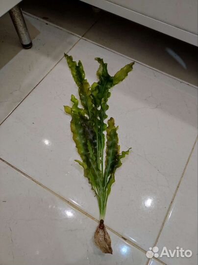 Аулофорус. Растения с прополки