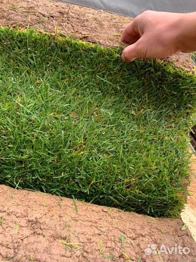 Рулонный газон 