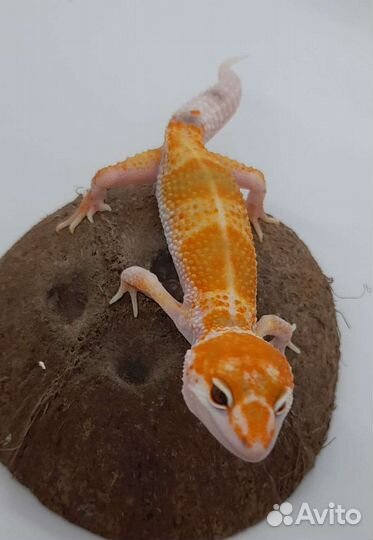 Геккон эублефар собственного разведения