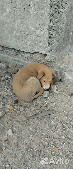 Шанс на жизнь
