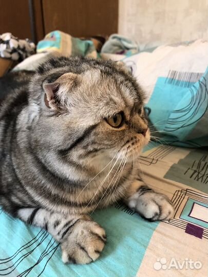 Отдам кота в добрые руки